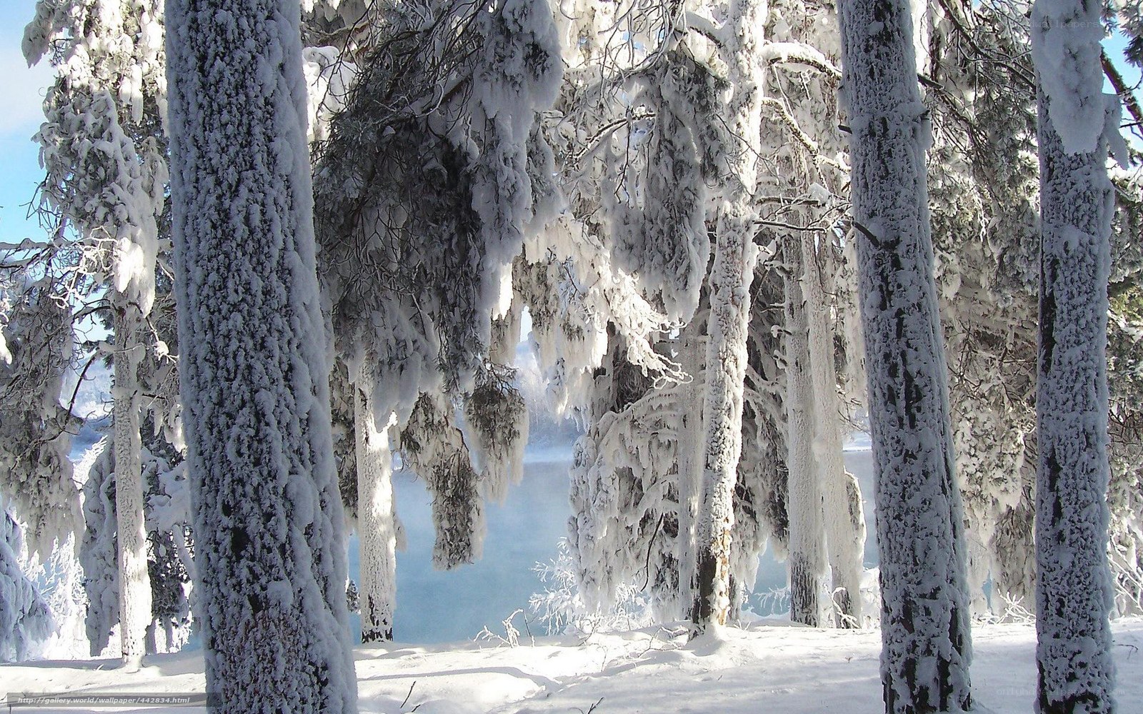 Snow-covered forest trees