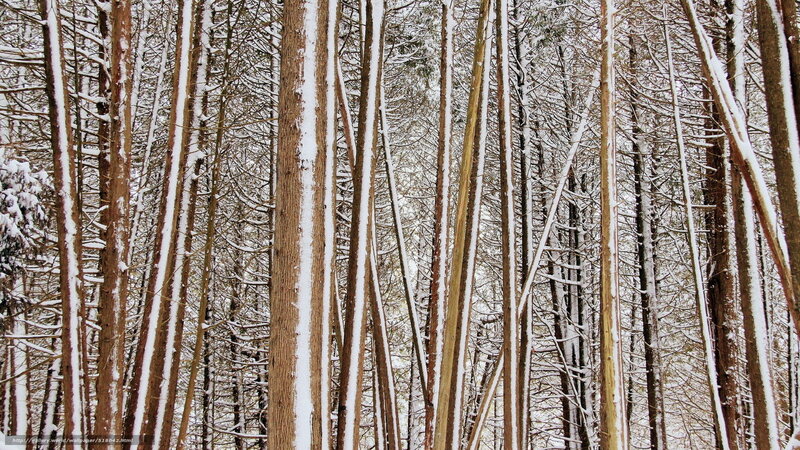 Snow-covered forest trees