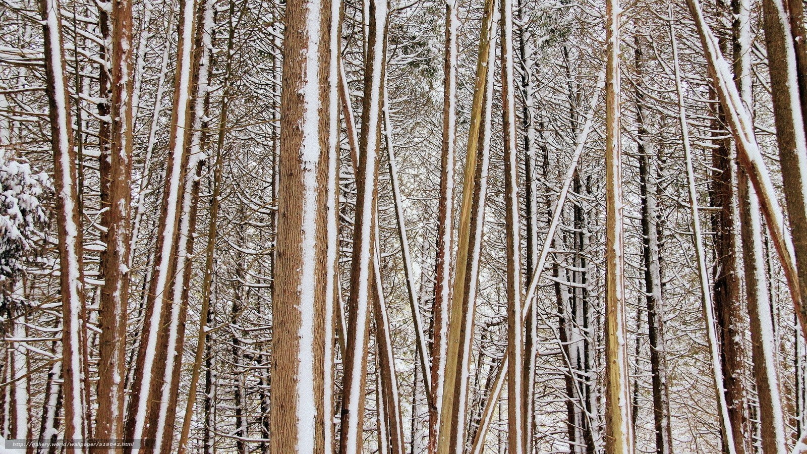 Snow-covered forest trees