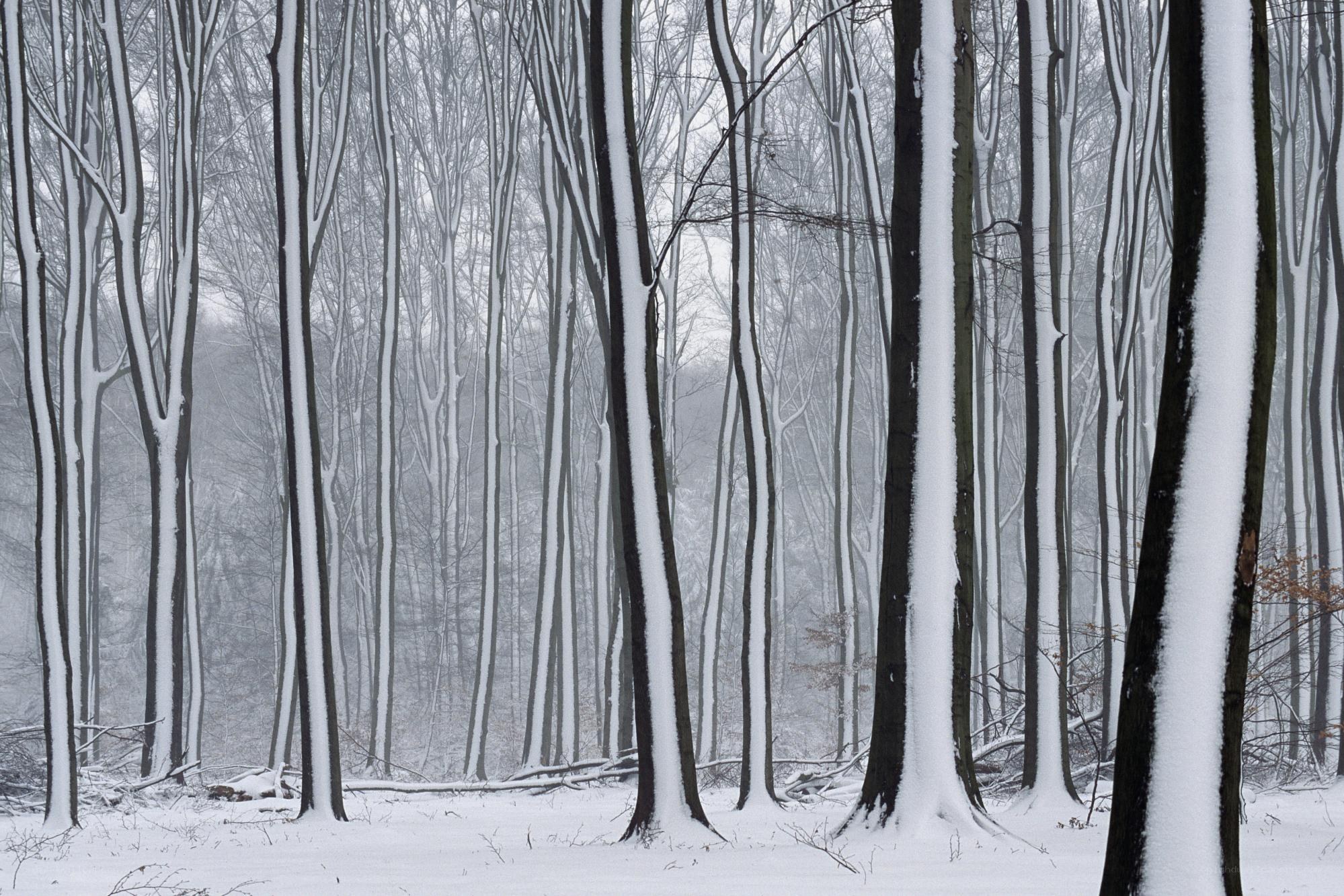 Snow-covered forest trees