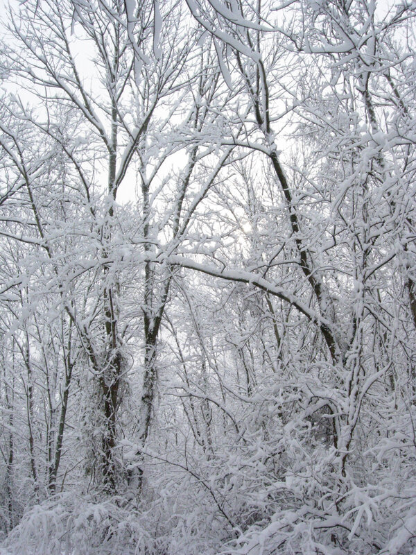 Snow-covered forest trees