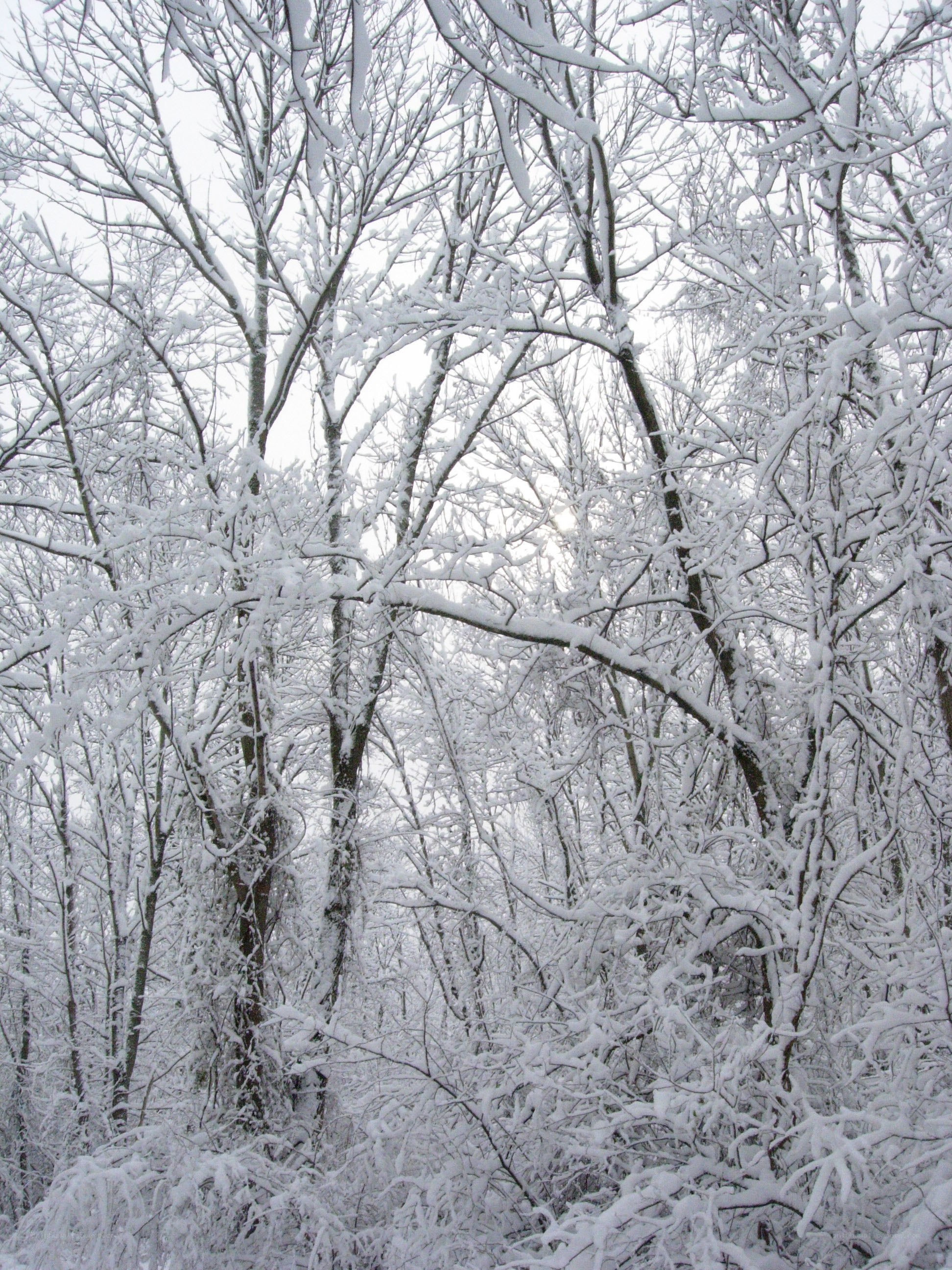 Snow-covered forest trees