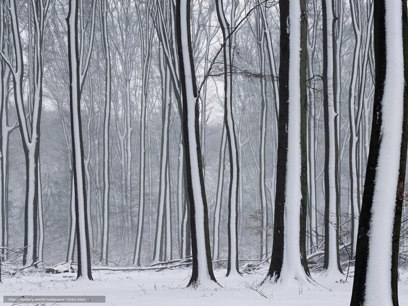 Snow-covered forest trees