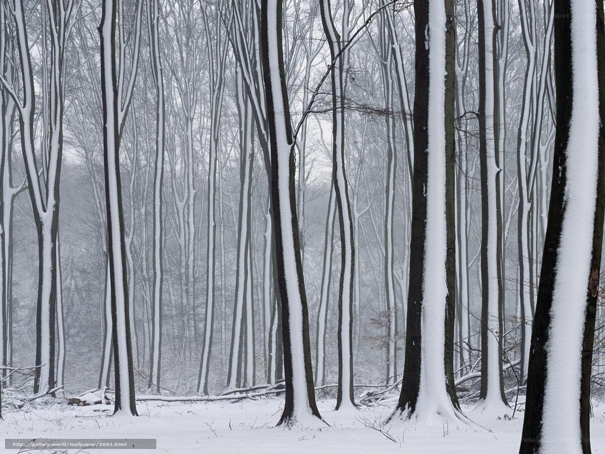 Snow-covered forest trees