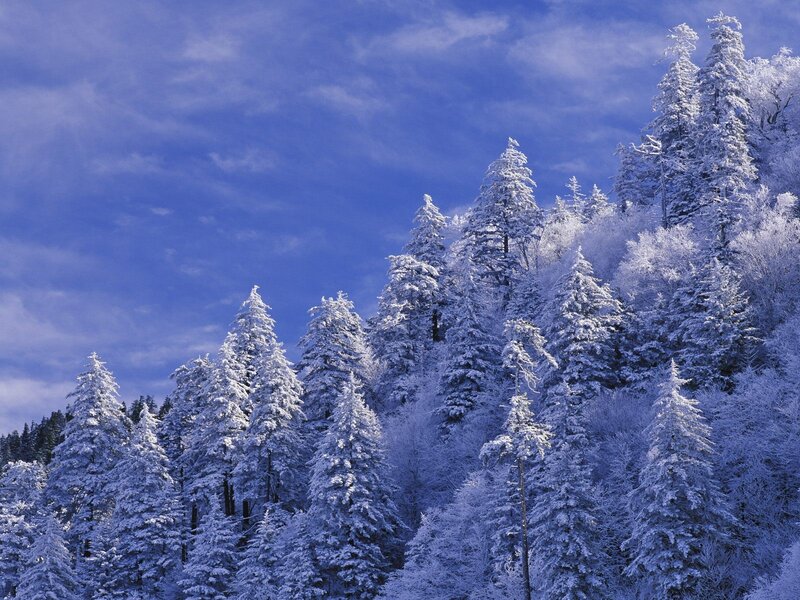 Snow-covered forest under blue sky