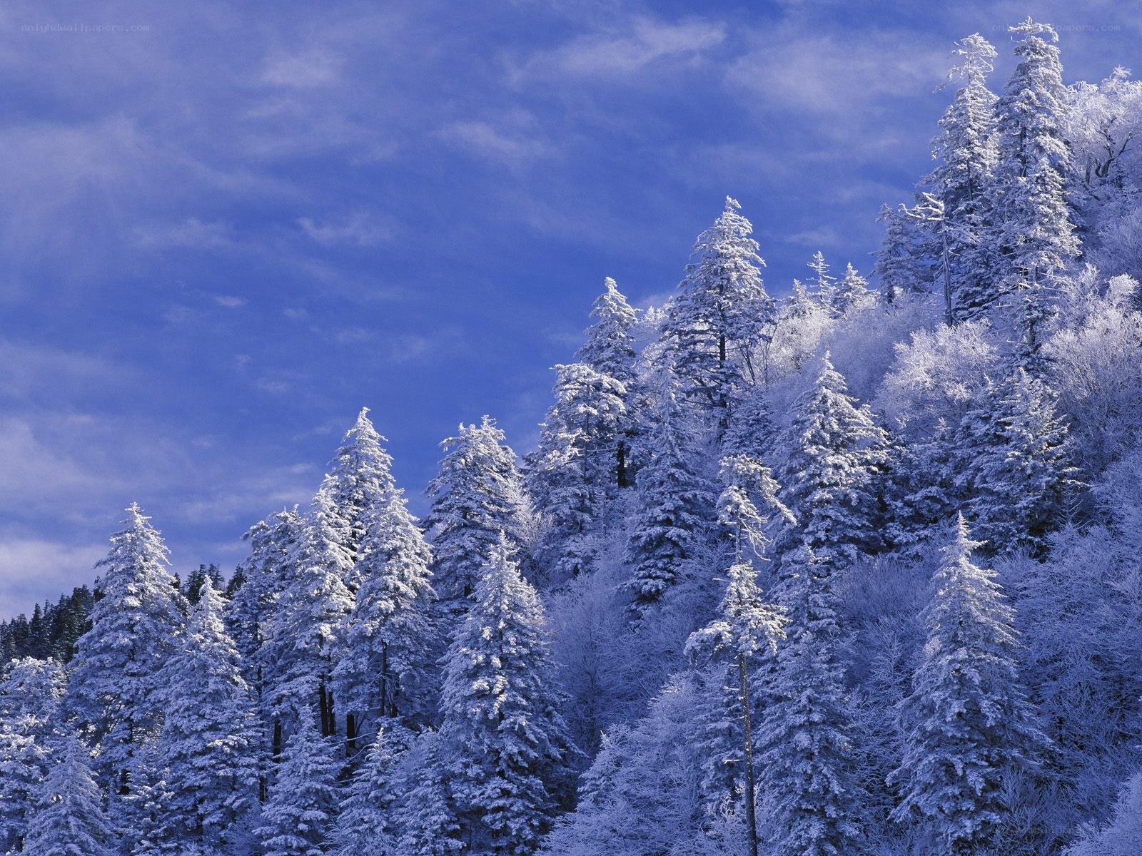 Snow-covered forest under blue sky