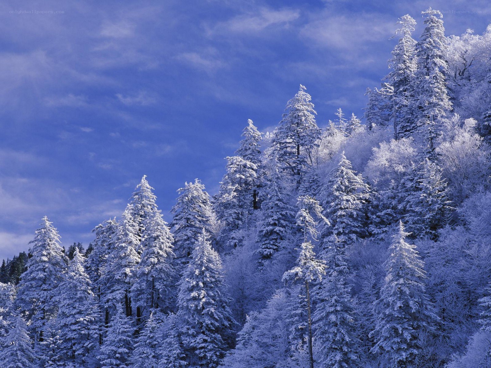 Snow-covered forest under blue sky