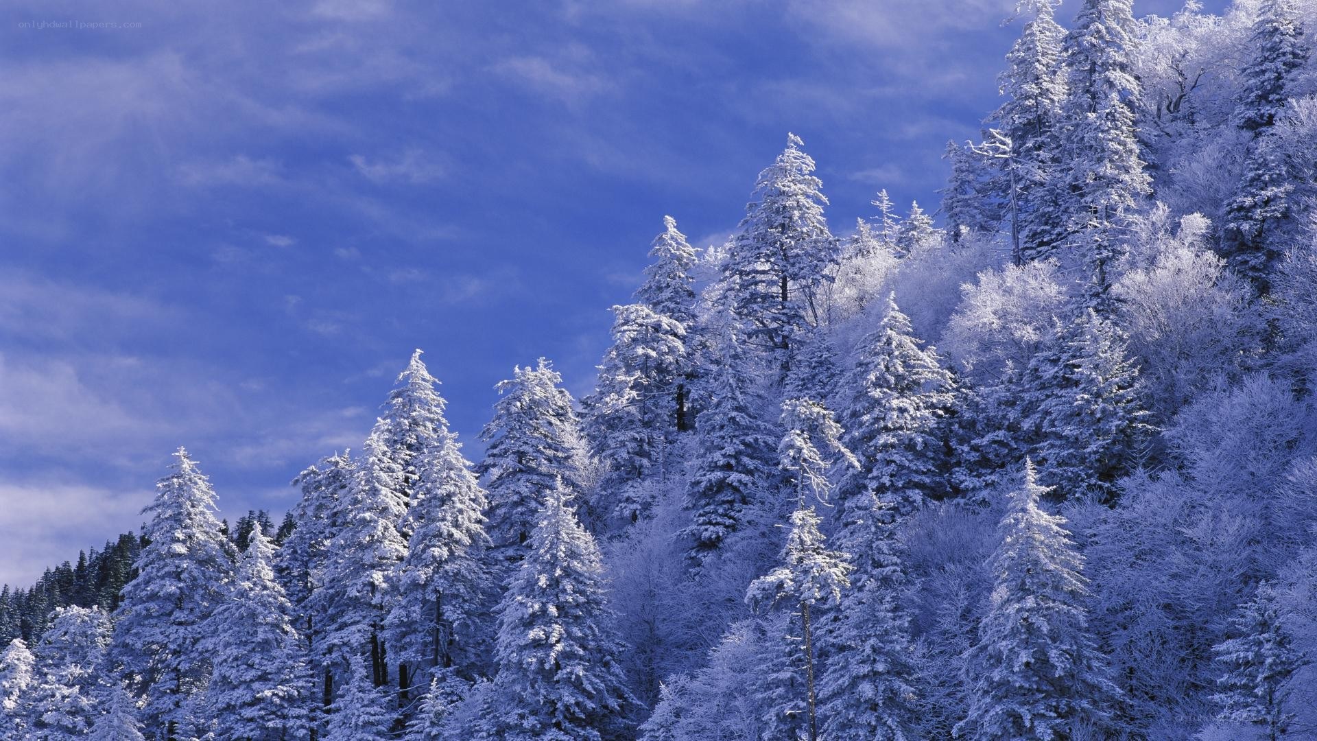 Snow-covered forest under blue sky