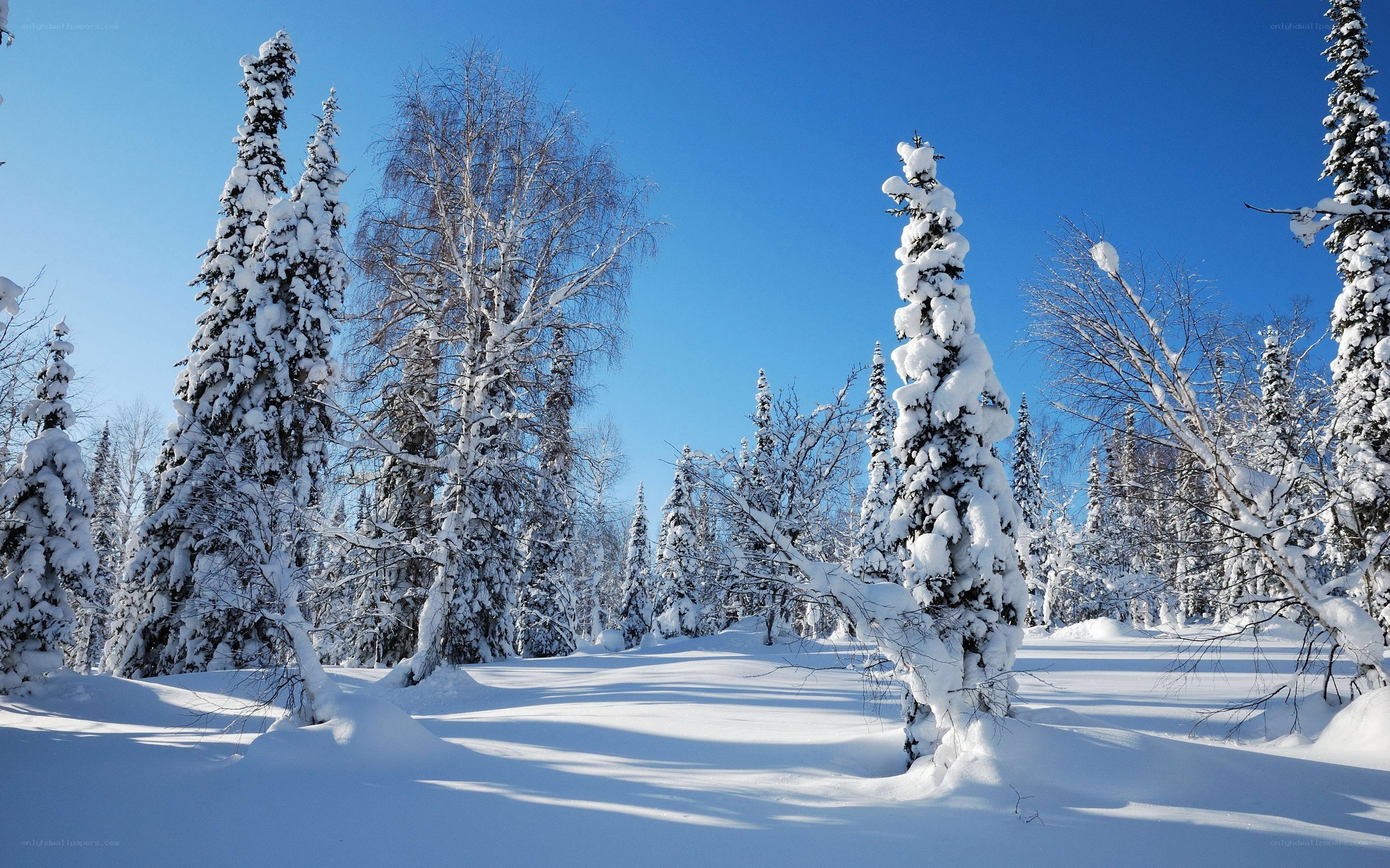 Snow-covered forest under blue sky