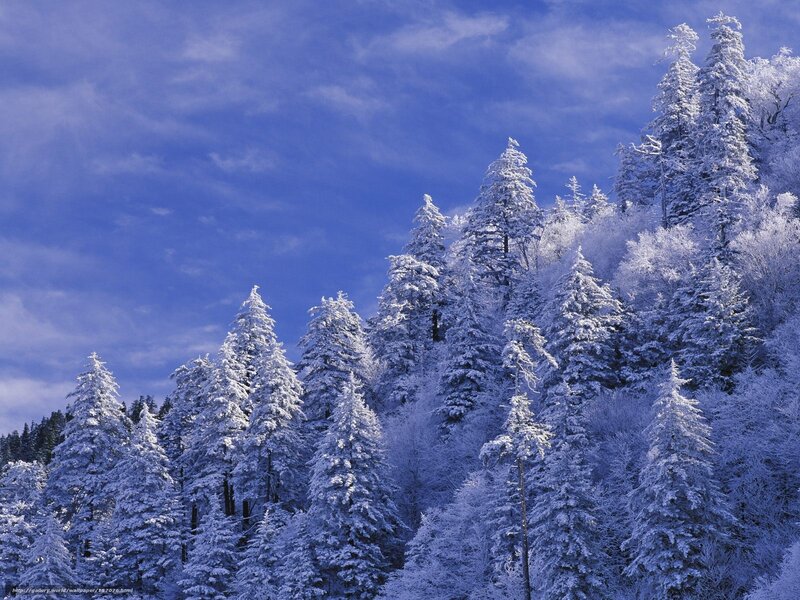 Snow-covered forest under blue sky