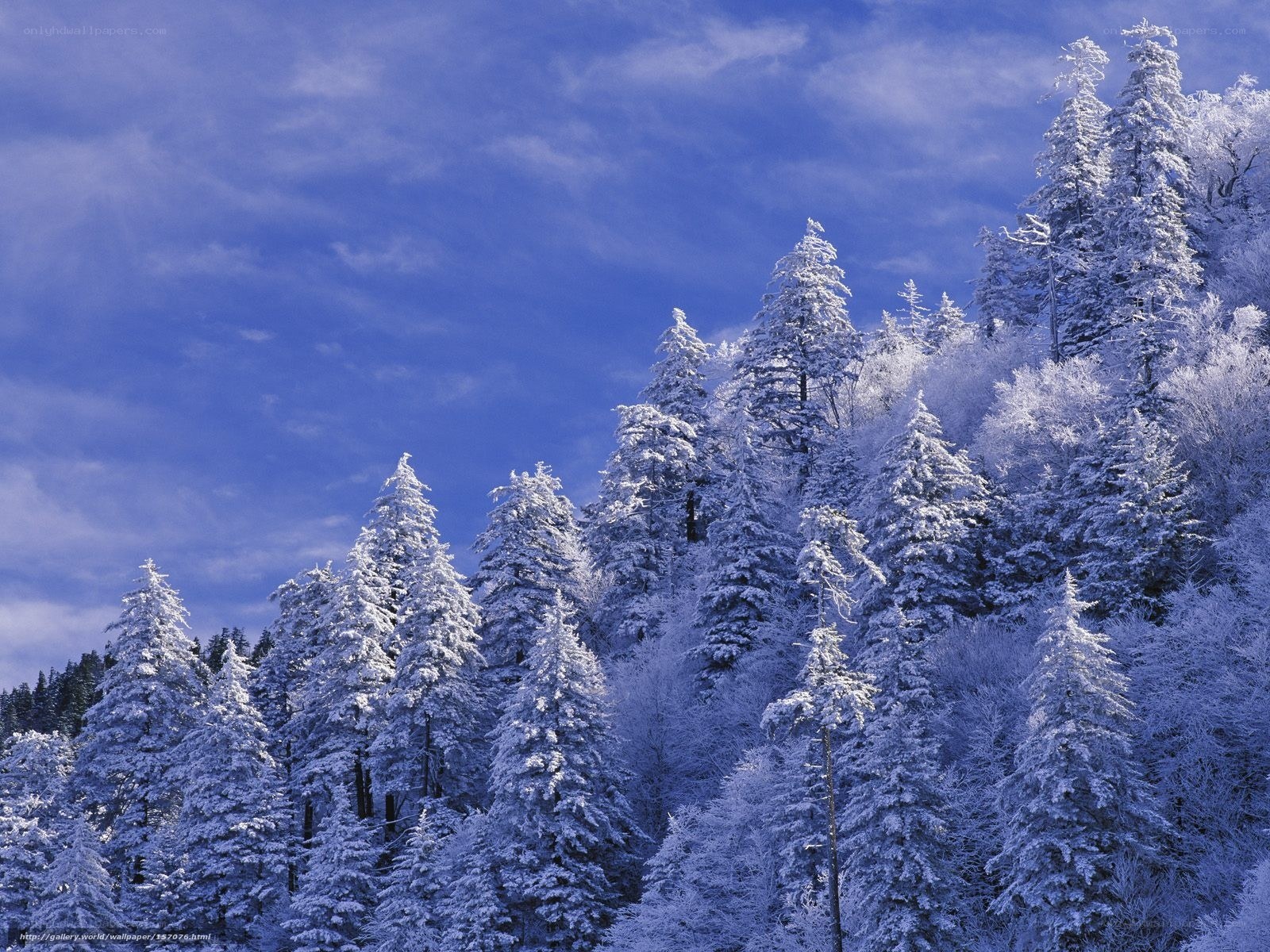 Snow-covered forest under blue sky
