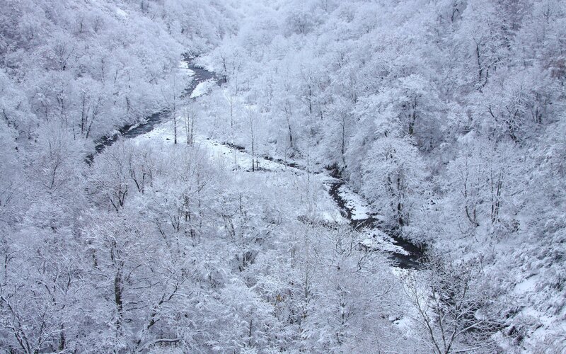 snow-covered forest valley