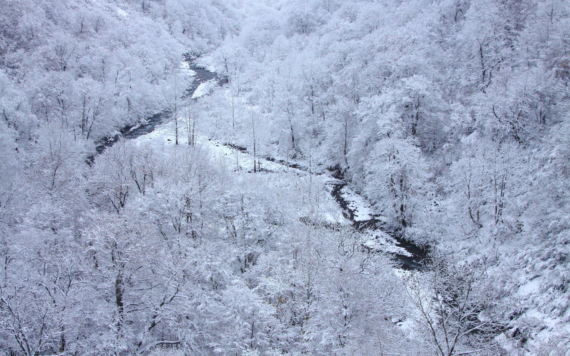 snow-covered forest valley