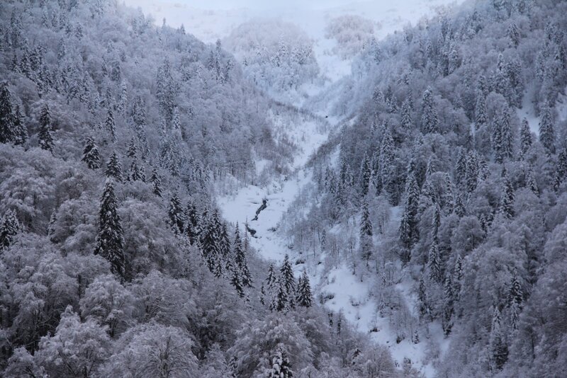 snow-covered forest valley
