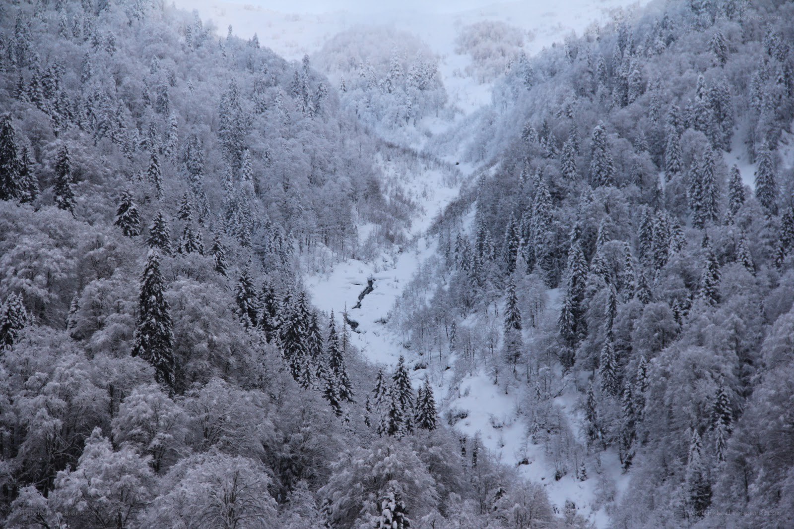 snow-covered forest valley