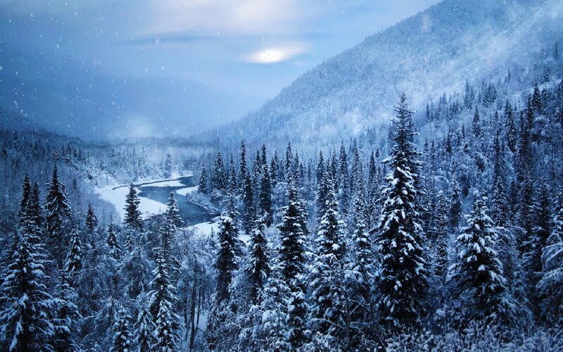 Snow-covered Forest Valley — Blue, Serene