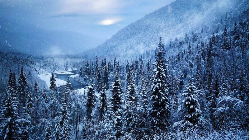 Snow-covered Forest Valley — Blue, Serene, Winter, Photograph
