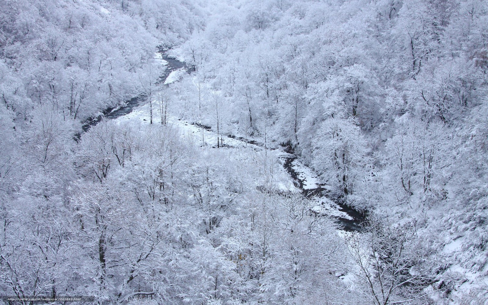 Snow-covered forest valley