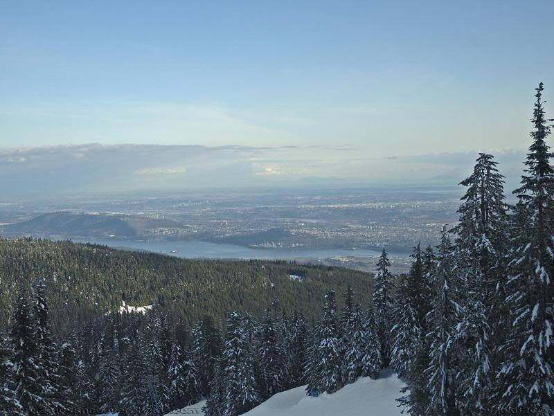 Snow-covered Forest View — Green