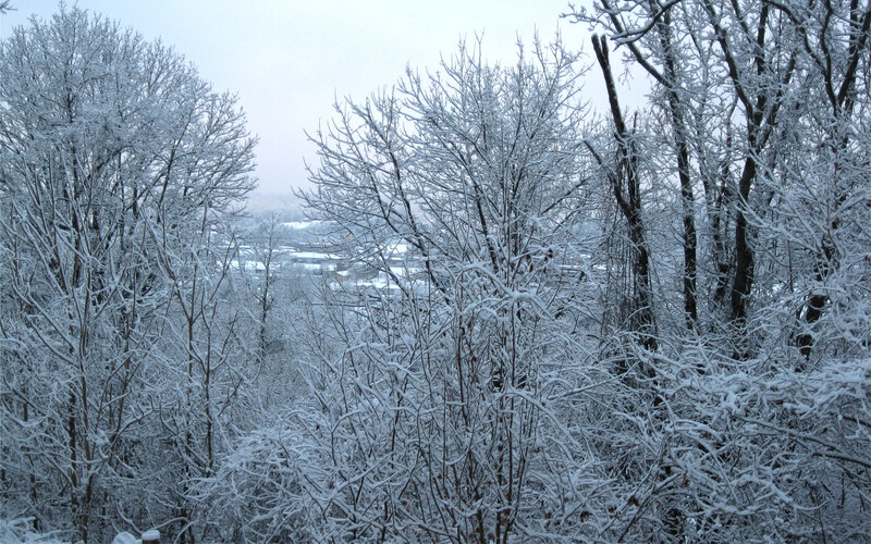 snow-covered forest view