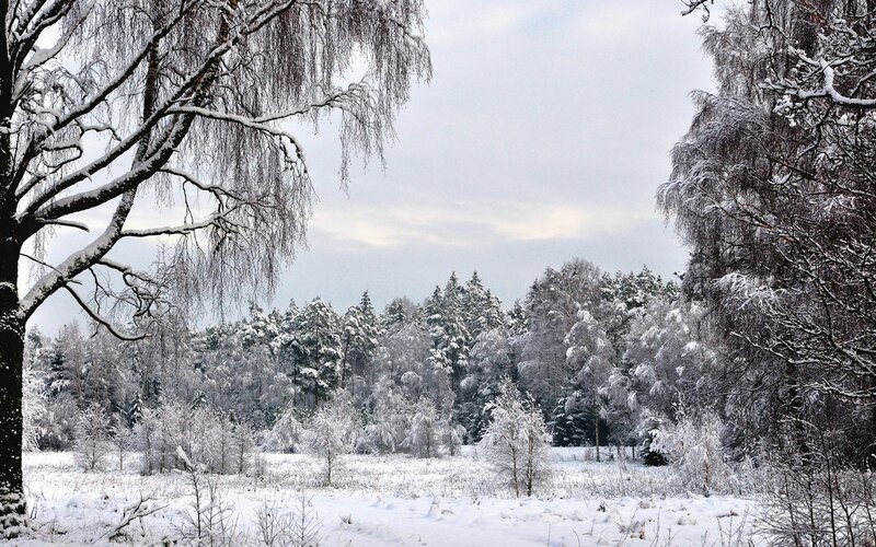 Snow-covered Forest — White, Brown