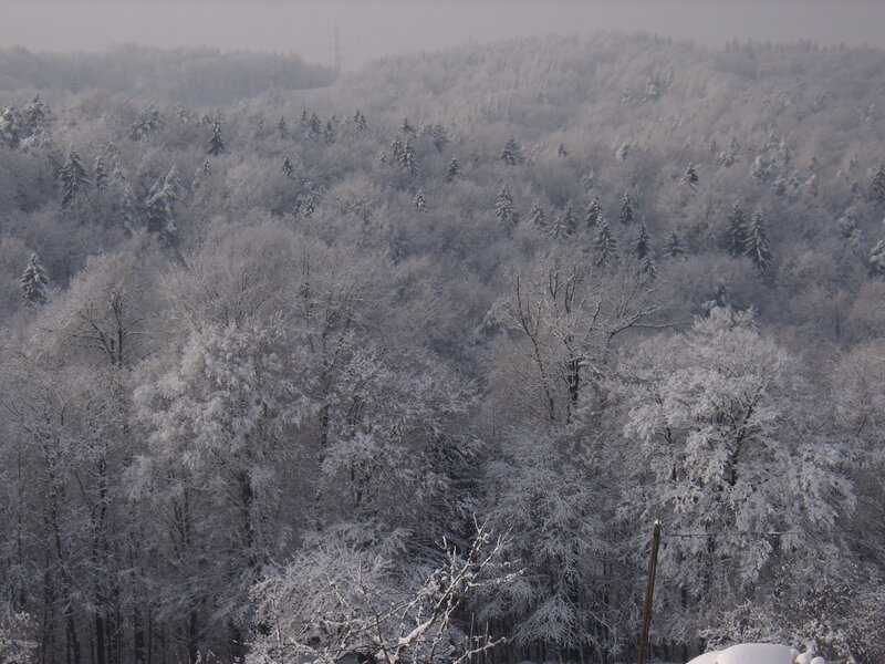 Snow-covered Forest — White, Calm