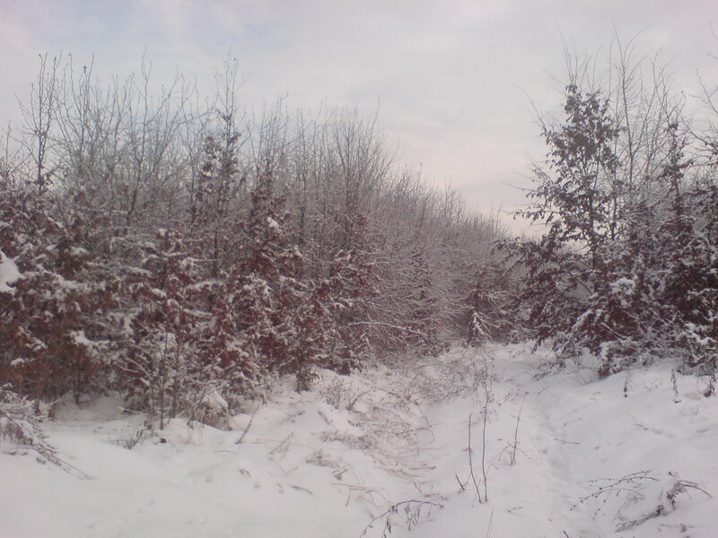 Snow-covered Forest — White, Calm, Winter, Photograph