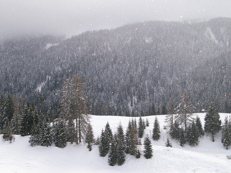 Snow-covered Forest — White, Calm, Winter, Photograph, Trees, Mountain