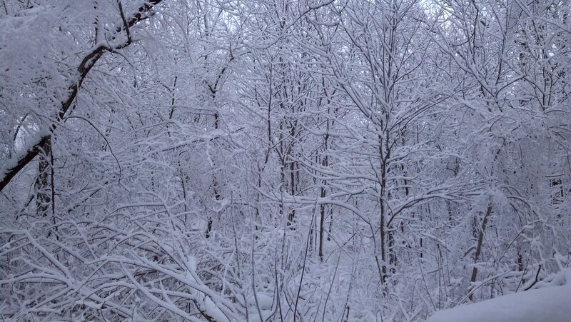 Snow-covered Forest — White, Calm, Winter, Photograph, Trees, Snow, Branches