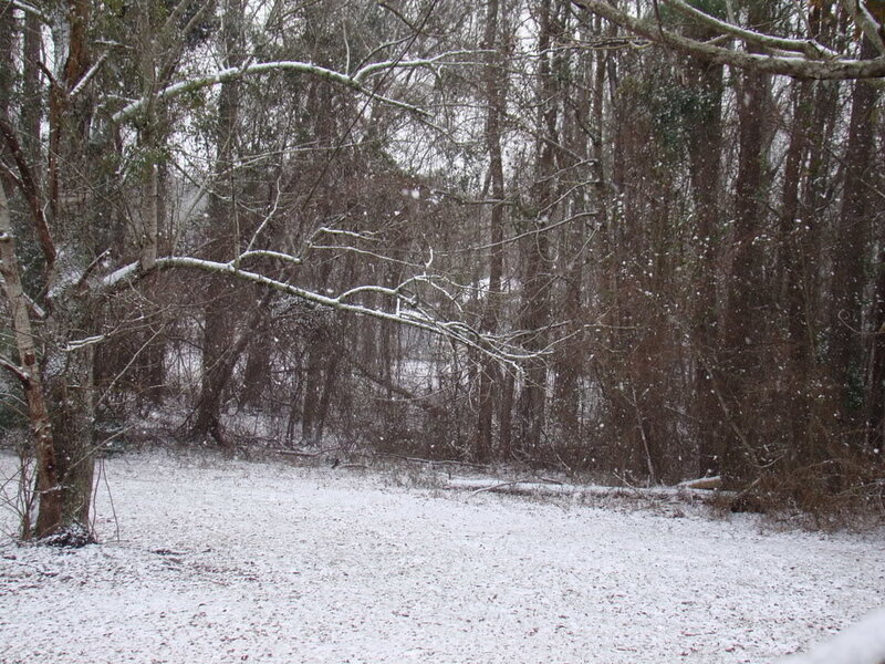 Snow-covered Forest — White, Calm, Winter, Photograph, Trees, Snow