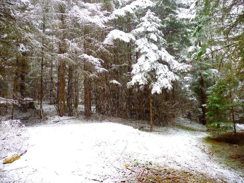 Snow-covered Forest — White, Calm, Winter, Photograph, Trees