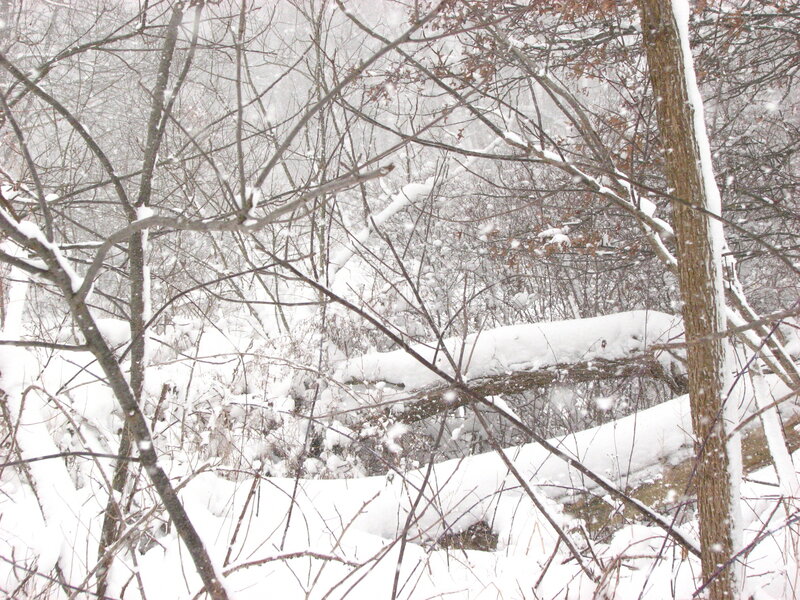Snow-covered Forest — White, Calm, Winter