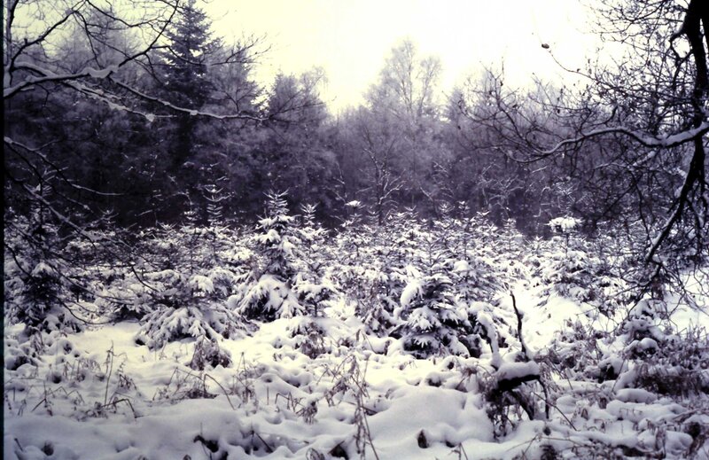 Snow-covered Forest — White, Cold