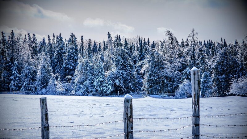 Snow-covered Forest — White, Cold, Winter, Photograph, Fence