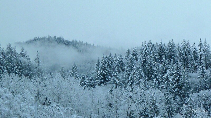 Snow-covered Forest — White, Cold, Winter, Photograph