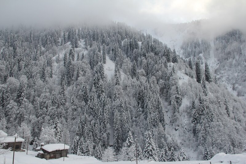 Snow-covered Forest — White, Cold, Winter, Photograph, Trees, Mountain, Buildings