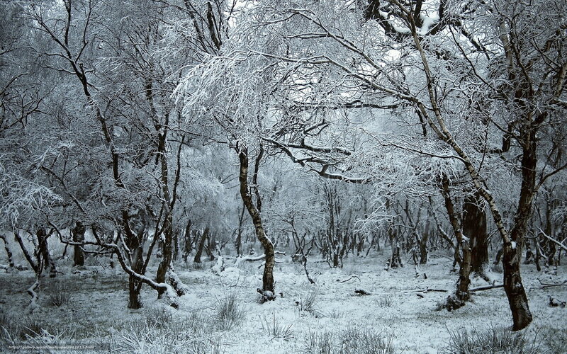 Snow-covered Forest — White, Cold, Winter, Photograph, Trees, Snow