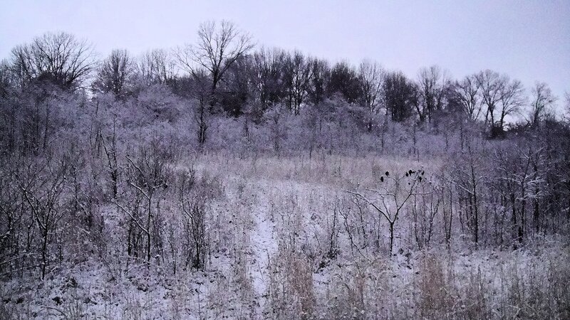 Snow-covered Forest — White, Cold, Winter, Photograph, Trees