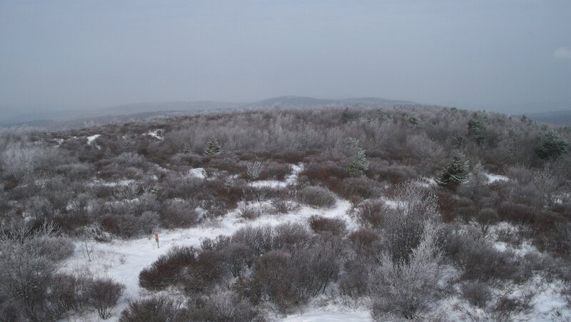 Snow-covered Forest — White, Cold, Winter