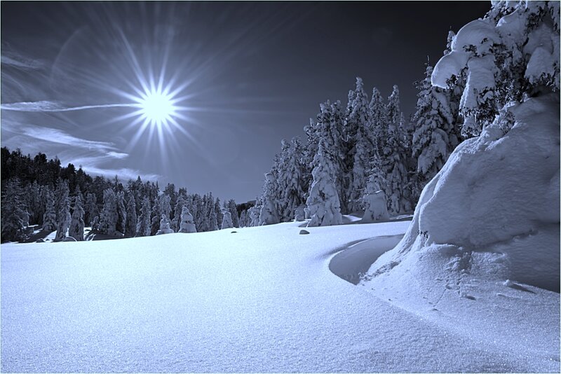 Snow-covered Forest — White, Dramatic, Night