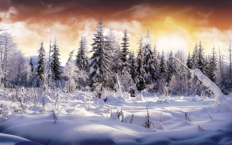 Snow-covered Forest — White, Dramatic, Sunset