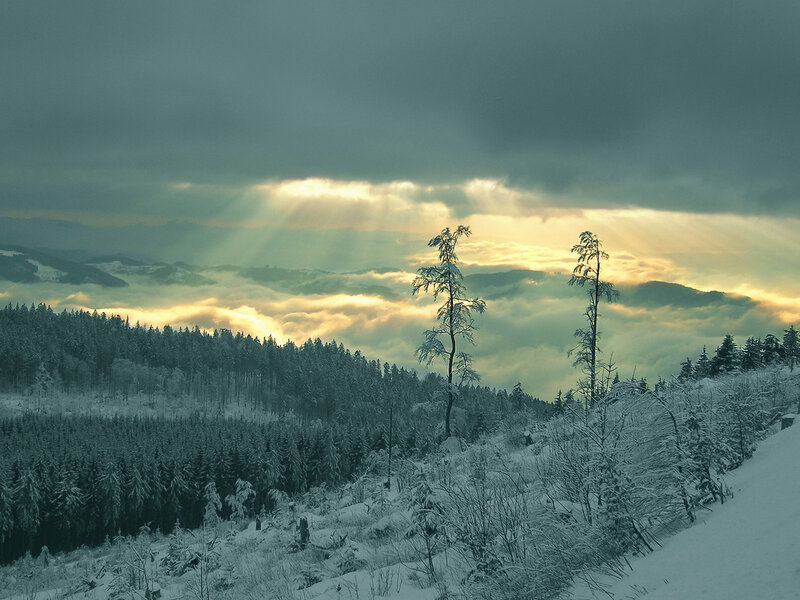 Snow-covered Forest — White, Dramatic, Winter, Photograph