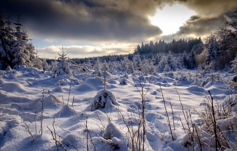 Snow-covered Forest — White, Dramatic, Winter, Photograph, Trees, Clouds, Sunlight, Snow