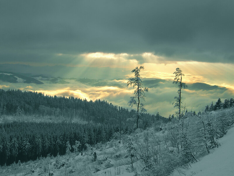 Snow-covered Forest — White, Dramatic, Winter, Photograph, Trees, Clouds