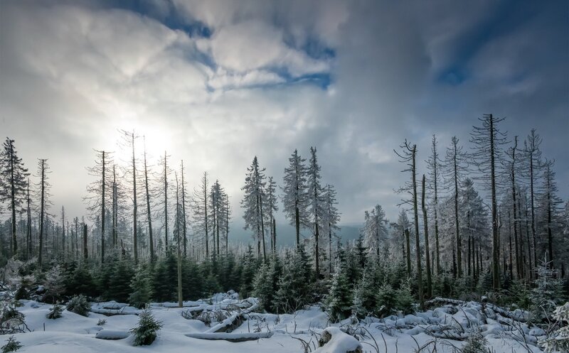 Snow-covered Forest — White, Dramatic, Winter, Photograph, Trees, Snow, Clouds, Sunlight