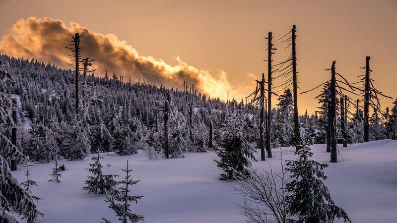 Snow-covered Forest — White, Dramatic, Winter, Photograph, Trees, Snow, Clouds