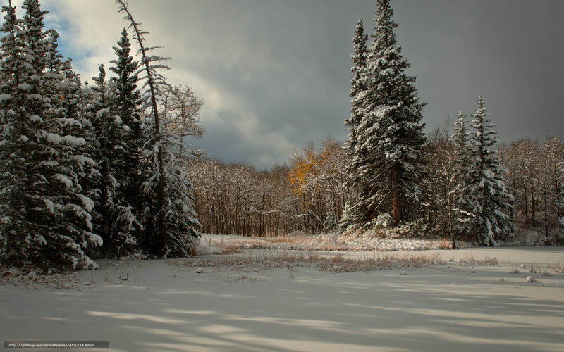 Snow-covered Forest — White, Dramatic, Winter, Photograph, Trees, Snow, Sky, Grass