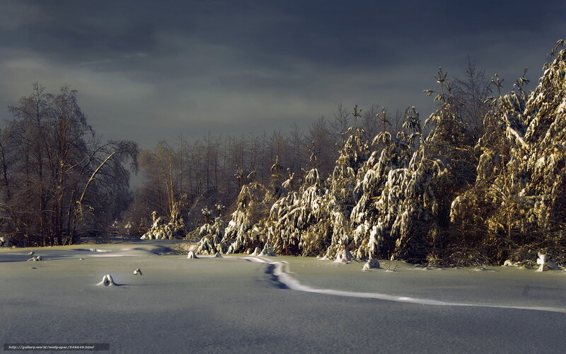 Snow-covered Forest — White, Dramatic, Winter, Photograph, Trees, Snow, Sky