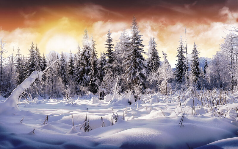 Snow-covered Forest — White, Dramatic, Winter, Photograph, Trees, Snow