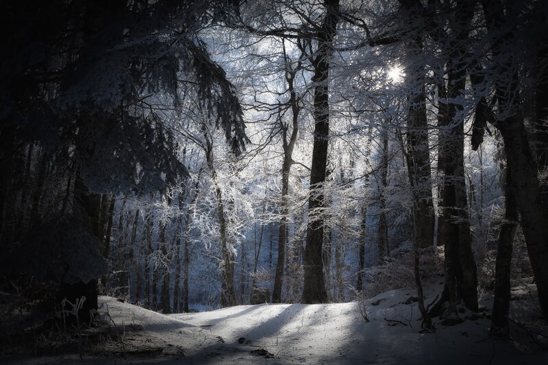 Snow-covered Forest — White, Dramatic, Winter, Photograph, Trees, Sunlight